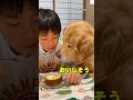 ロールケーキをガン見するゴールデンレトリバー😂　#ゴールデンレトリバー #大型犬　#犬　#かわいい #犬のいる暮らし