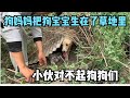 狗肉車救下懷孕的拉布拉多下狗寶寶了，把狗狗下在了院子草地裡，看著真讓人揪心