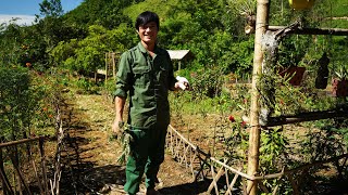 Planting Flowers, Harvesting Wild Bananas |Single Life in the Rainforest || EP.57