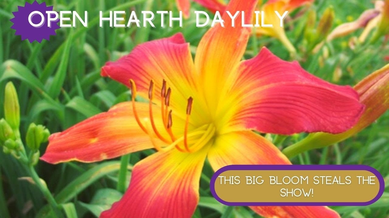 EYE POPPING BEAUTY | Open Hearth Daylily