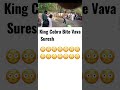 King Cobra Bite Vava Suresh #shorts #fyp #cobra #bite