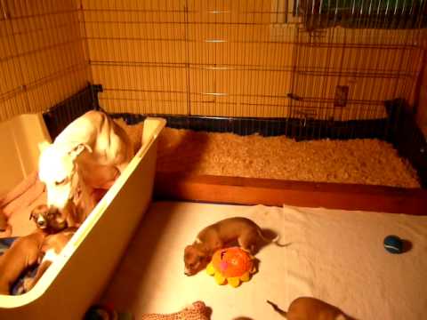 newborn puppy pen