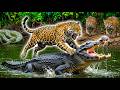 The ONLY Big Cat That Hunts UNDERWATER | Amazon’s Apex Executioner 4K