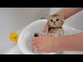 Les cinq chatons sont surpris de la qualit de leur premier bain