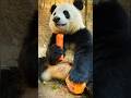 Things Pandas Won’t Tell You! 😱 | #panda #animals