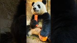 Things Pandas Won’t Tell You! 😱 | #panda #animals