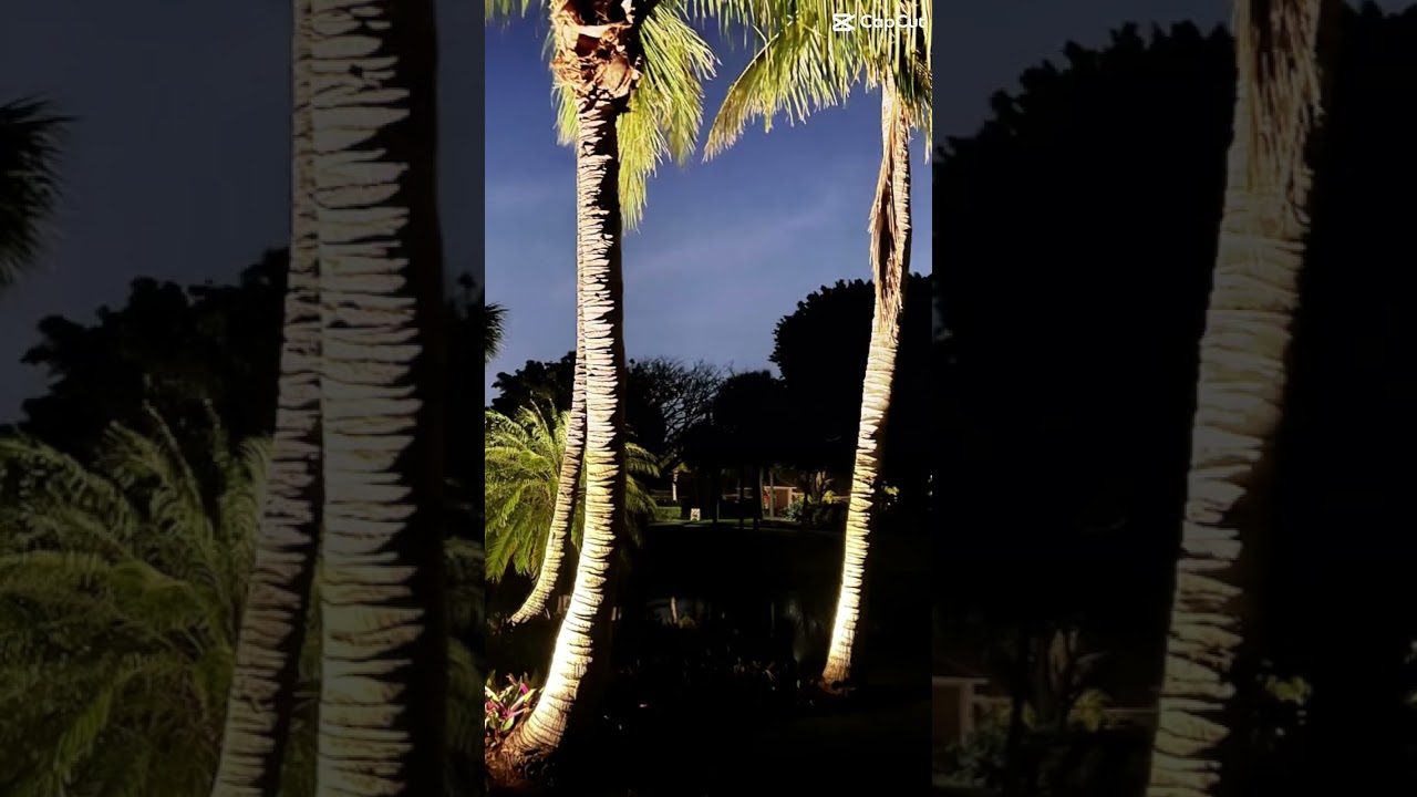 How to up light a palm tree!