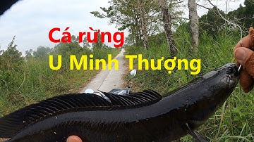 Nổ dây Pe vẫn lên cá | Săn Hugo cá lóc đen U Minh Thượng (Tập 10) #Doantuananh151