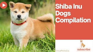 Shiba Inu Compilation   #shibainu #pet