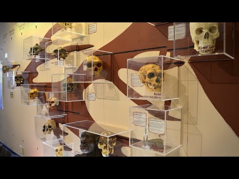 Video: Azzo Bossou: Paskutinis Neandertalietis žemėje - Alternatyvus Vaizdas