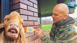 Последняя серия с черничного хутора в этом году. Даже коза сделала всё, чтоб мы спокойно уехали.