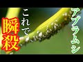 【アブラムシにお困りの方】家にあるコレで速攻で駆除・対策できます【殺虫剤】