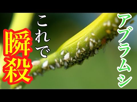 【アブラムシにお困りの方】家にあるコレで速攻で駆除・対策できます【殺虫剤】