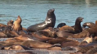 Record number of sea lions have crashed on San Francisco