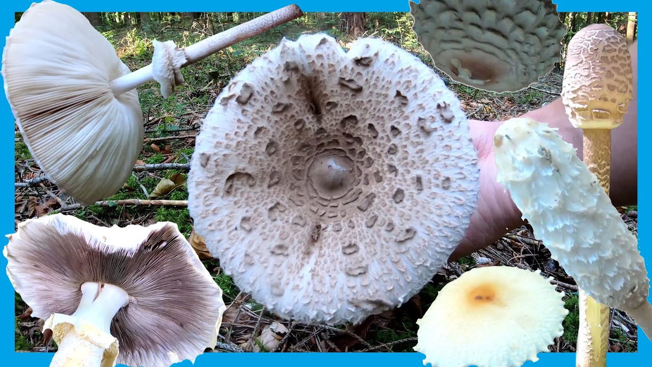 Der Parasolpilz 🍄🍂 Parasol erkennen sowie Verwechslungspartner Parasol - Merkmale, Parasol bestimmen