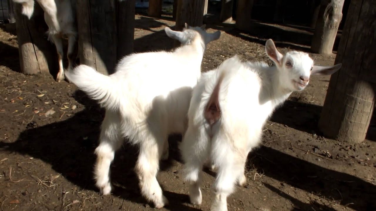 kawaii emoticons かわいい子山羊（生後二ヶ月）。Cute goat kids(Two months old).