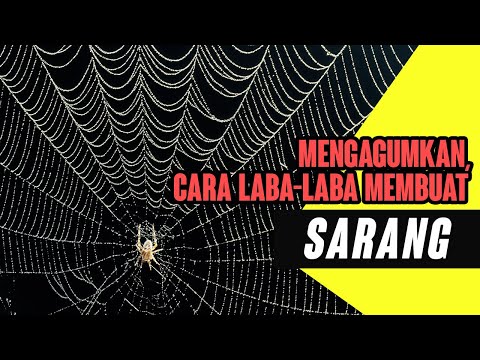 Video: Terbuat dari apakah jaring laba-laba?