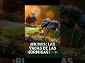 ¡BICHOS: LAS VACAS DE LAS HORMIGAS! 🐜🐄 #shorts #viral #viralshorts  #comosehace  #datoscuriosos