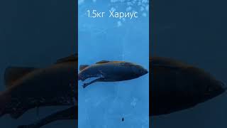 #shorts ОГРОМНЫЙ ХАРИУС ЯКУТИЯ! ПЕРВЫЙ ЛЕД 2023-2024! РЫБАЛКА В ЯКУТИИ! ЗИМНЯЯ РЫБАЛКА 2023-2024