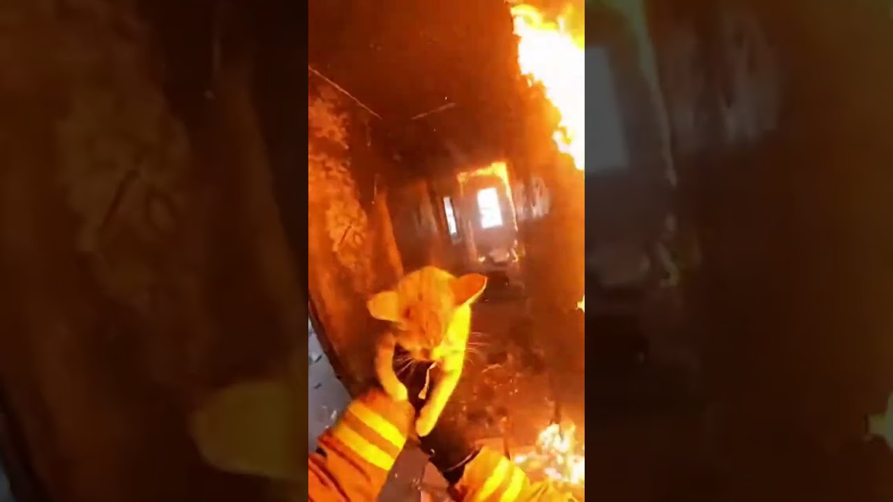 Firefighter Rushes Into A Burning House To Save A Cat!