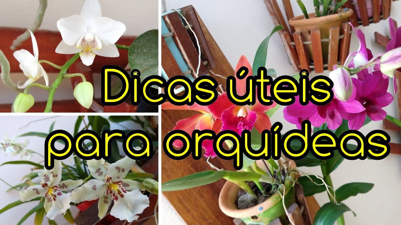 🔴Dicas úteis para iniciantes cultivo de orquídeas