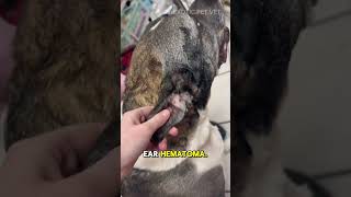 How To Surgically Fix an Ear Hematoma