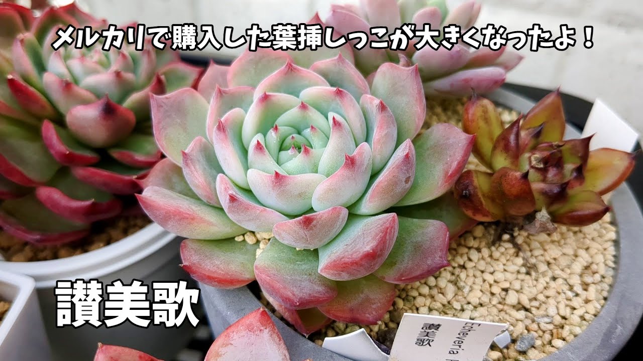 多肉植物】おらいさんの葉挿しが大きくなったから鉢上げしたよ【にじ 