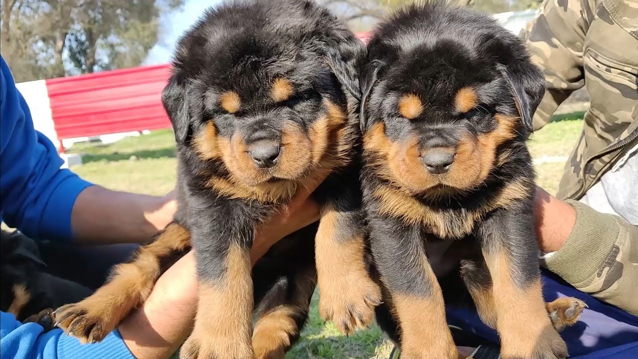 German shepherd ,, Labrador, Rottweiler Pups Available - Doggyz World