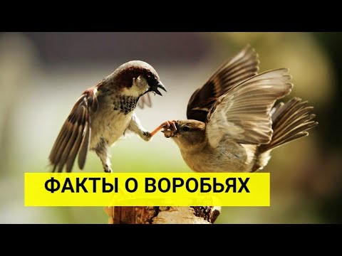 Интересные факты о воробьях.