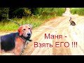 МАНЯ ВЗЯТЬ ЕГО ! Охота с гончей на дорожного зайца. РГ п/ч.ч.Сигнал (Плакуня) вл.Шатров В.А.