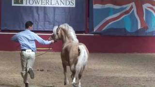 Welsh section C stallion class