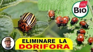 DORIFORA DELLA PATATA come eliminarla in modo biologico