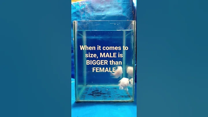 How to identify male and female snow white dwarf parrot fish? - DayDayNews