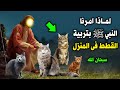 لماذا امرنا النبي ﷺ بتربية القطط في المنزل ولماذا كان يحبها الرسول ﷺ سبحان الله ستبكى