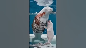 Các Ngư Dân giải cứu cá Heo mẹ #giaicuudongvat #caheo #animals #dongvat #dethuong