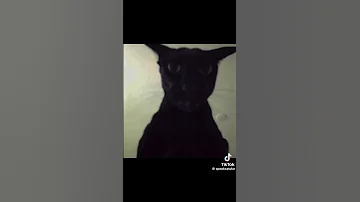 Oh God It Larry Memes Cat Spooky Scary 