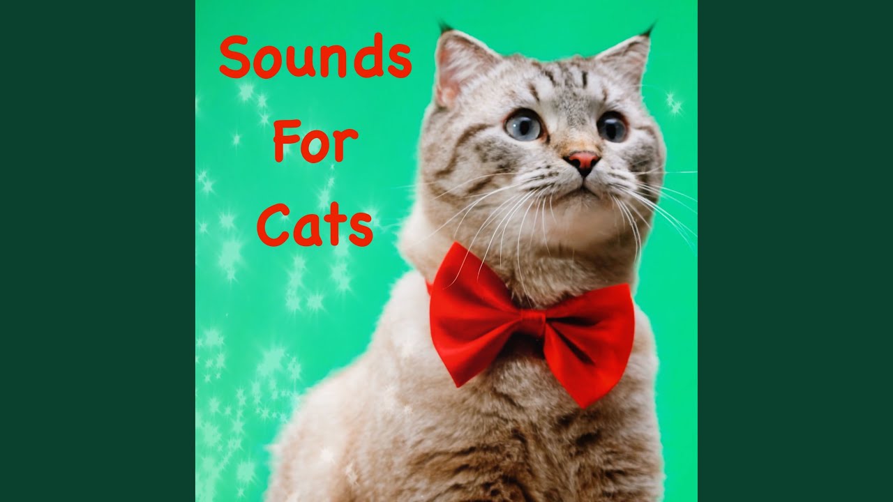 Opening Cat Food Sound