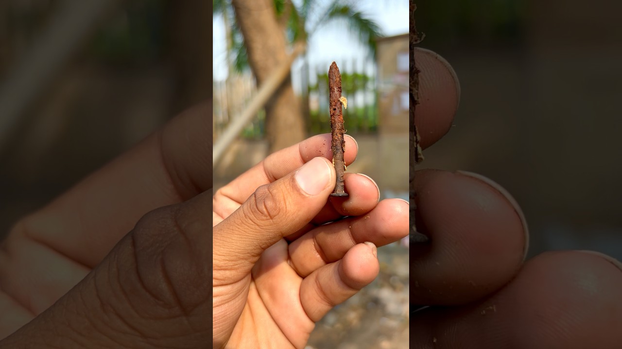 Very easy way to remove nail from trees. This video for beginner. 