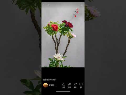 国色牡丹#菏泽游♪音乐·春天的草纯音乐 建设5511 作者 山東
