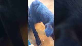 shinba.....#doglover #dogfunnyvideos #dogshorts #comedy #doglife