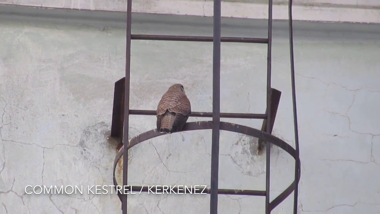 Common Kestrel / Kerkenez