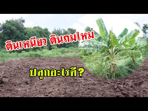 ดินเหนียว! ดินถมใหม่! จะปลูกอะไรดี? มีคำตอบให้