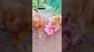     like viral trending fyp