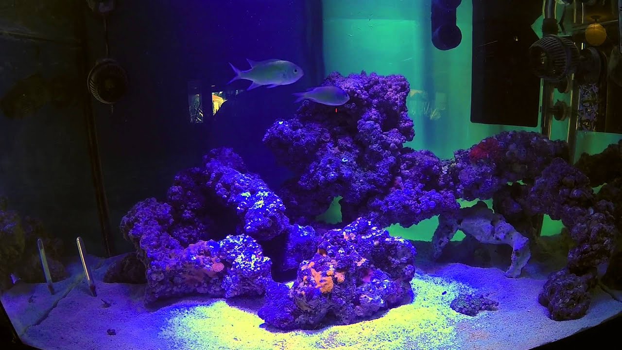 Aquarium Live Rock YouTube