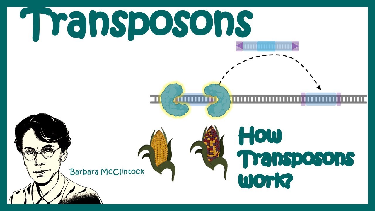 Transposons Transposable elements Types of transposons how
