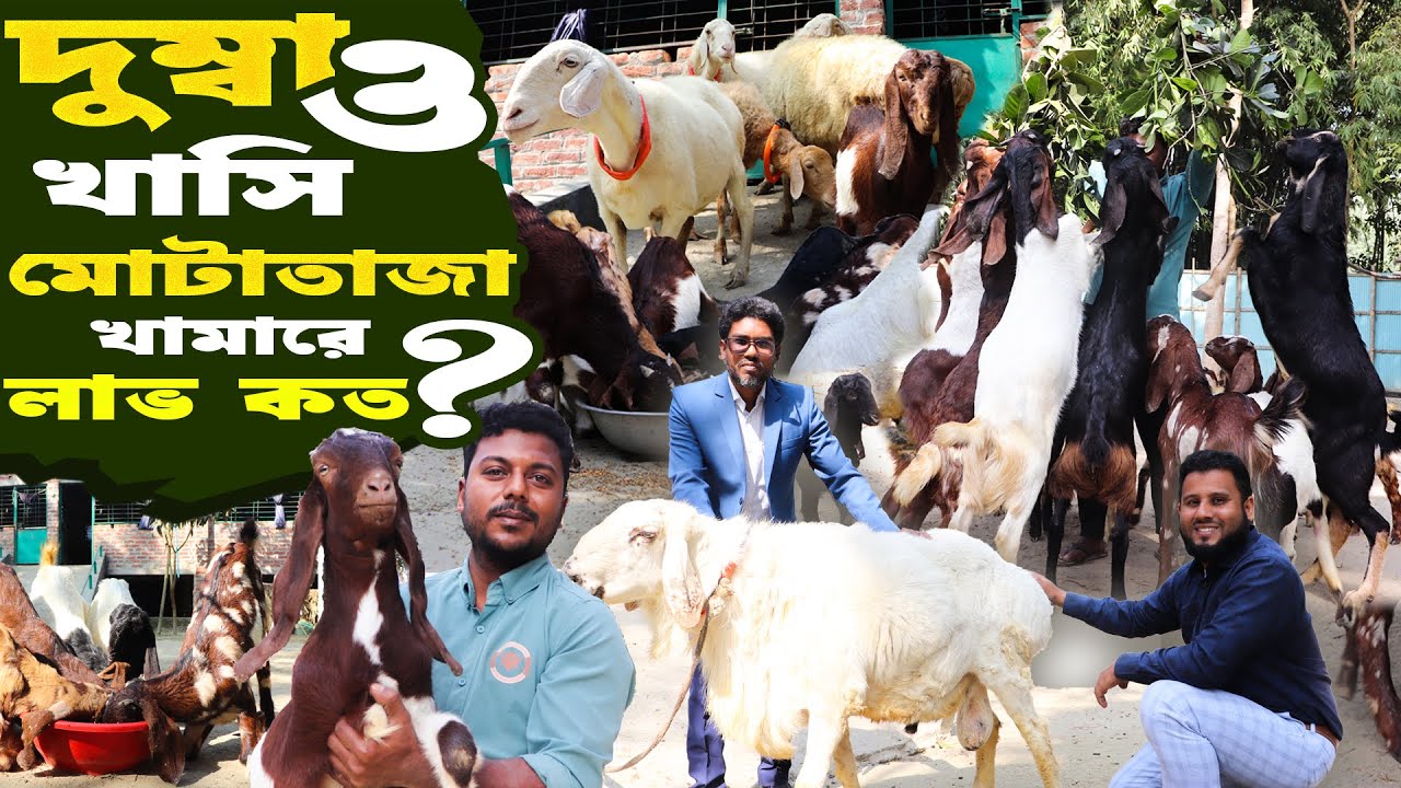 তুর্কি দুম্বা ও খাসি মোটাতাজাকরণ খামারে  লাভ কত? করনীয় কি? দুম্বার খামার রংপুর ২০২৬ | Dumba farming