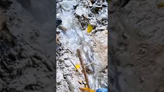 Fish Always Swimming Again The Flow Water.