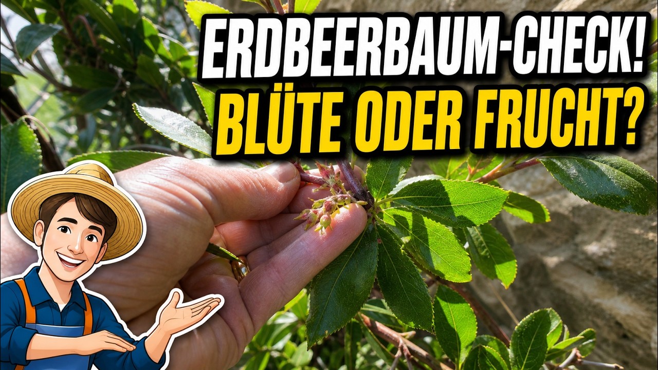 Erdbeerbaum Ernte 2025 – Blüte und Fruchtansatz prüfen