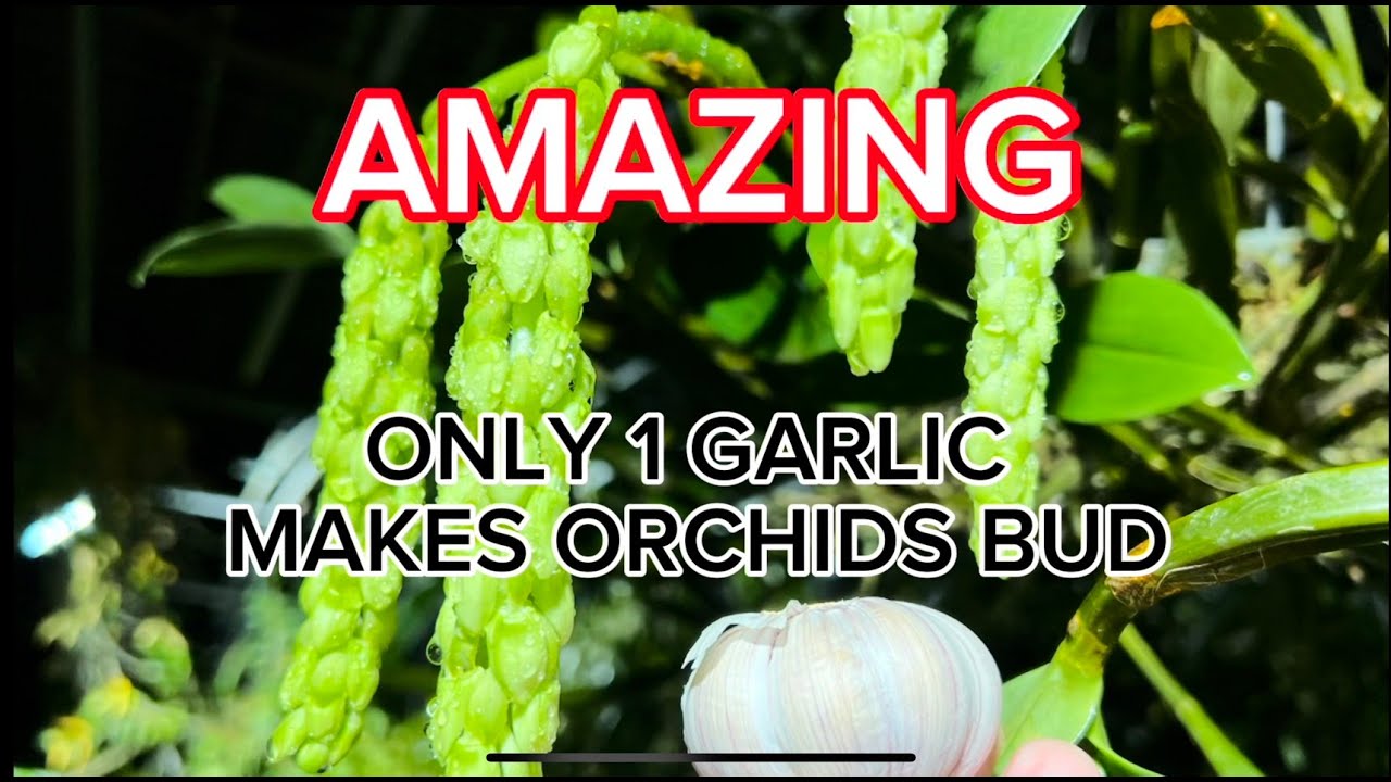 1 GARLIC WILL MAKE YOUR ORCHIDES BLOOM ALL YEAR ROUNDORCHID GARDEN