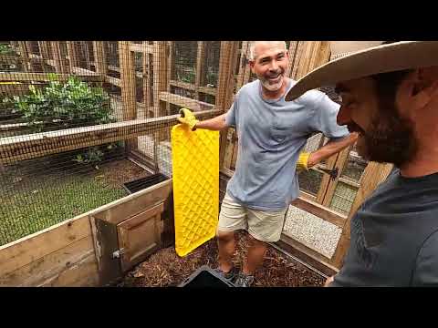 Pinky Moves Out + Helping our Lizard friends after the Hurricane!